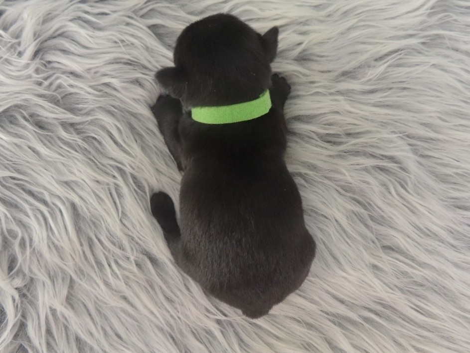 Dewdrop 3wk 5