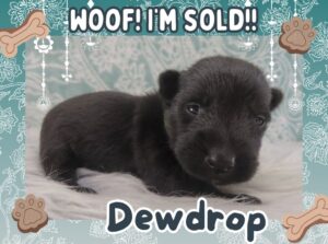 Home 5 Dewdrop 3wk FT 3