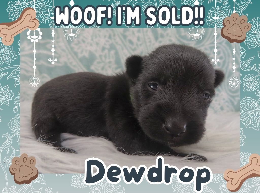 Dewdrop 3wk FT 3
