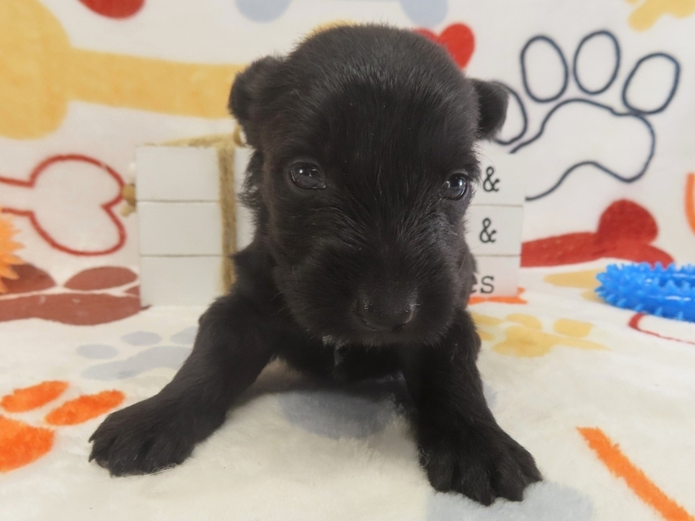 Dewdrop 4wk 1