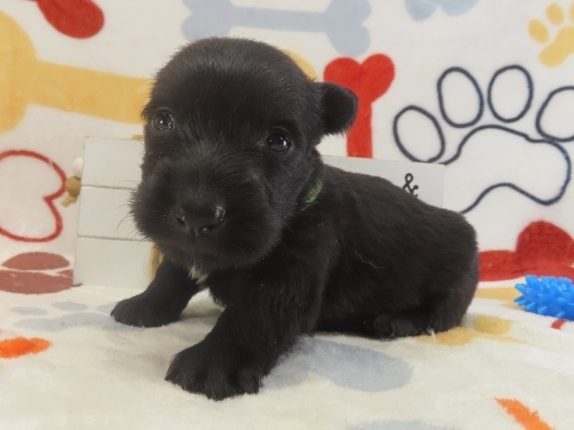 Dewdrop 4wk 2