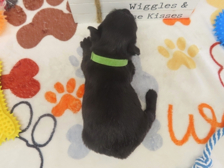 Dewdrop 4wk 4