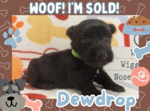 Home 5 Dewdrop 4wk FT 3