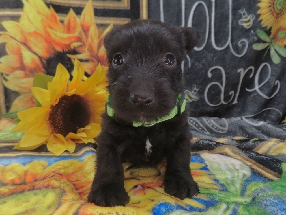 Dewdrop 5wk 1