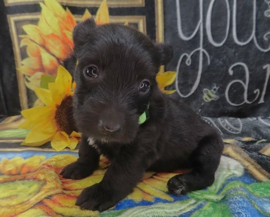 Dewdrop 5wk 2
