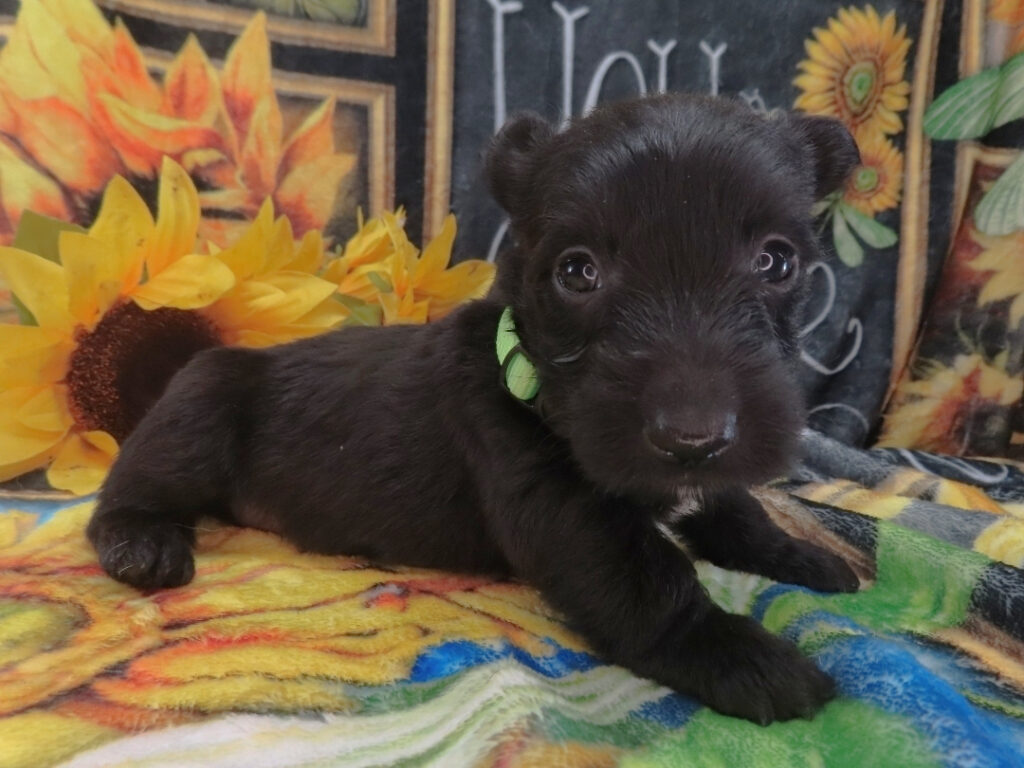 Dewdrop 5wk 3