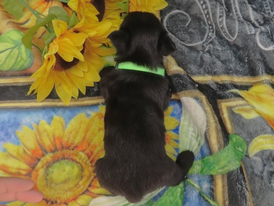Dewdrop 5wk 4
