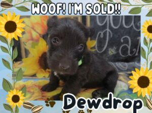 Home 5 Dewdrop 5wk FT 3