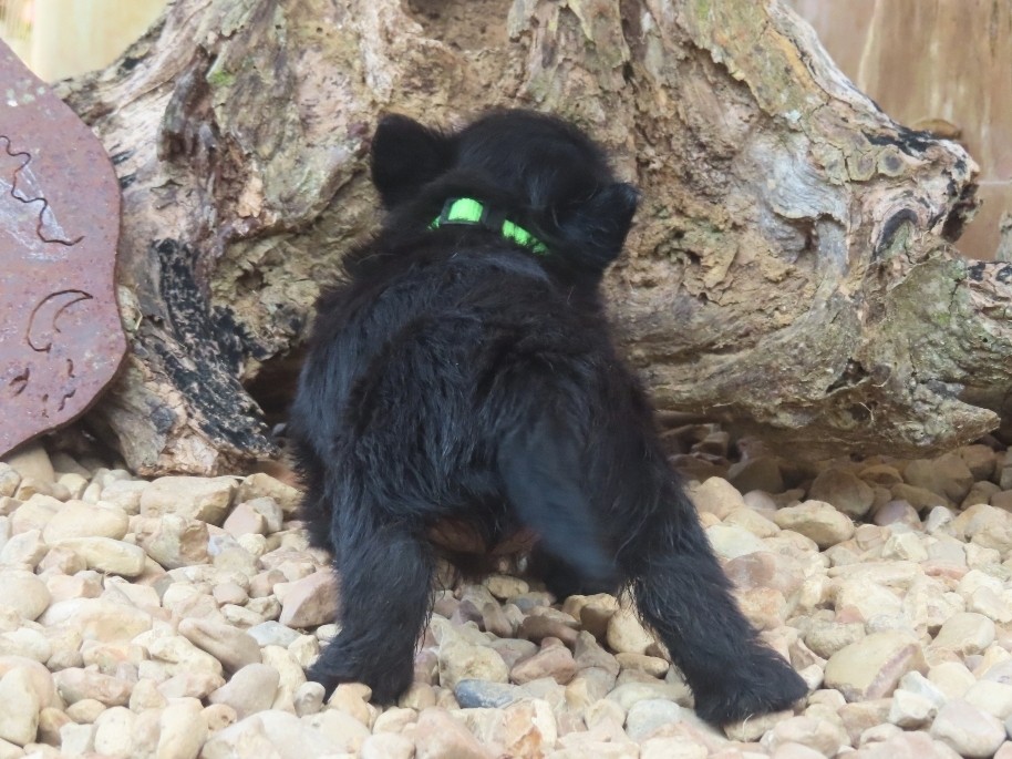 Dewdrop 6wk