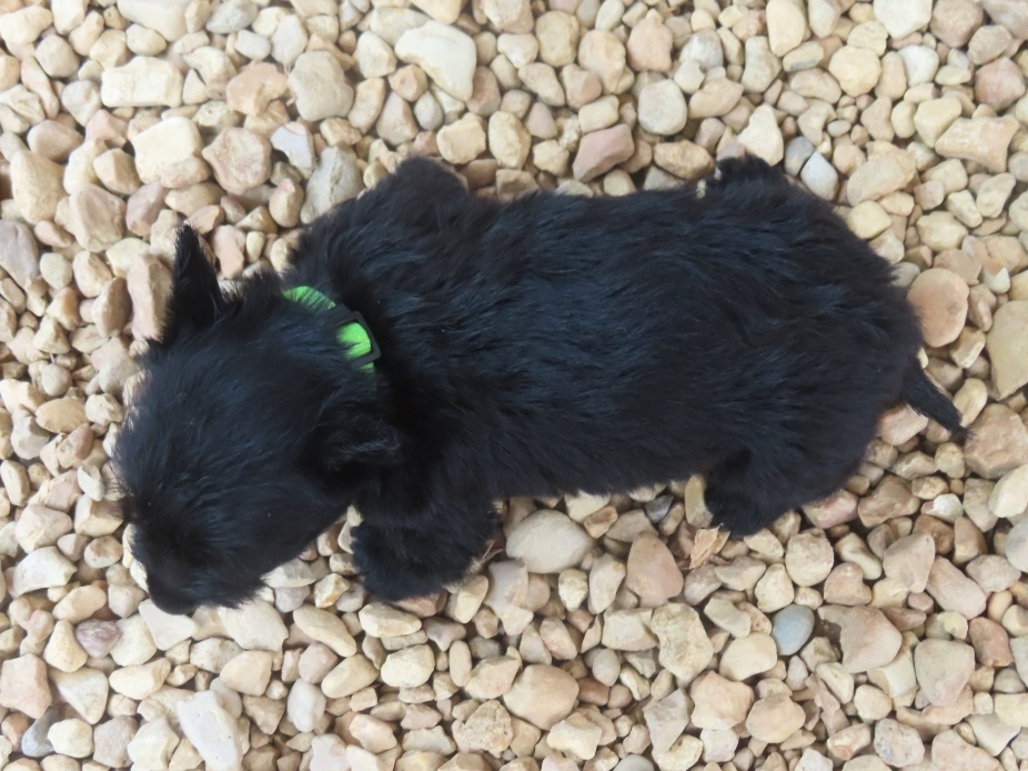 Dewdrop 6wk 5