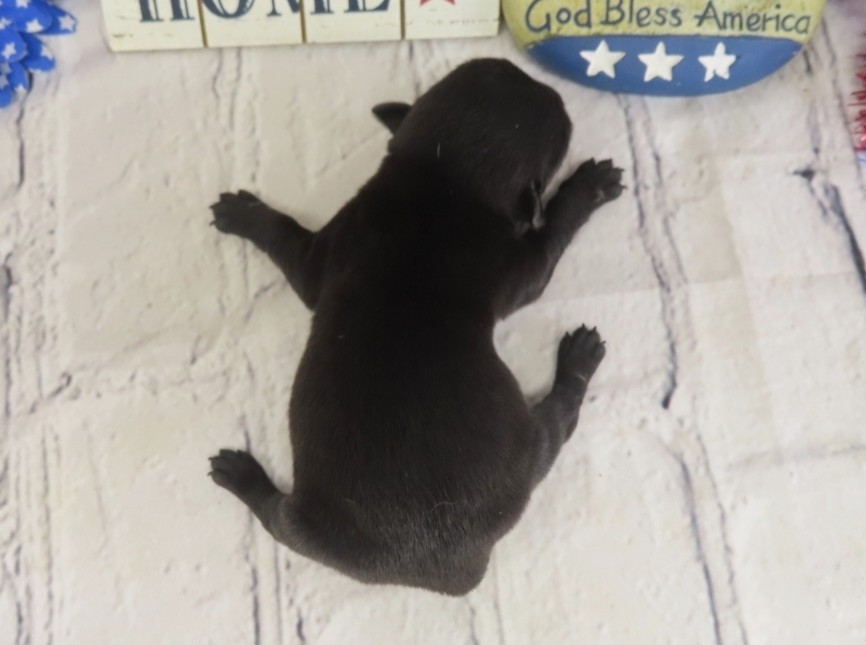 Dex 1wk 4
