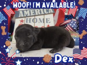 Dex 1wk FT