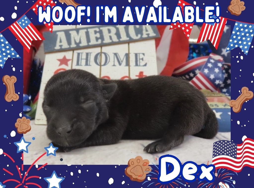 Dex 1wk FT