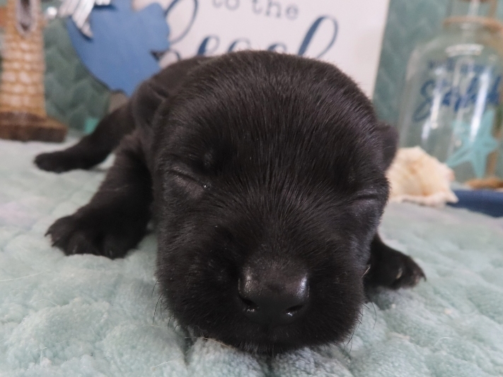 Dex 2wk 1