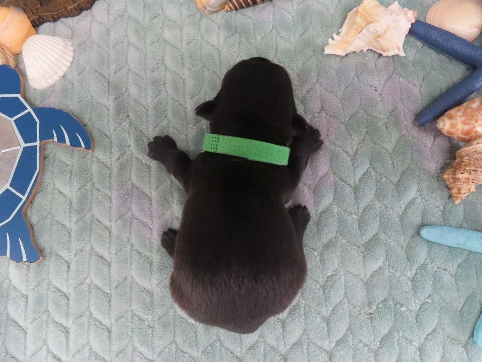 Dex 2wk 4