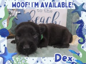 Home 4 Dex 2wk FT