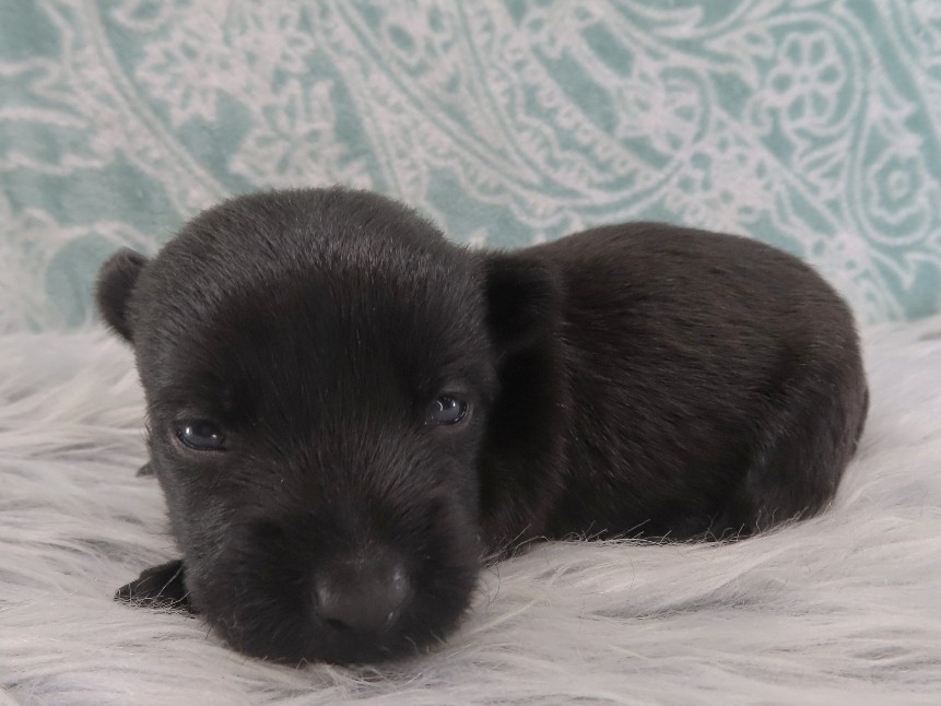 Dex 3wk 3