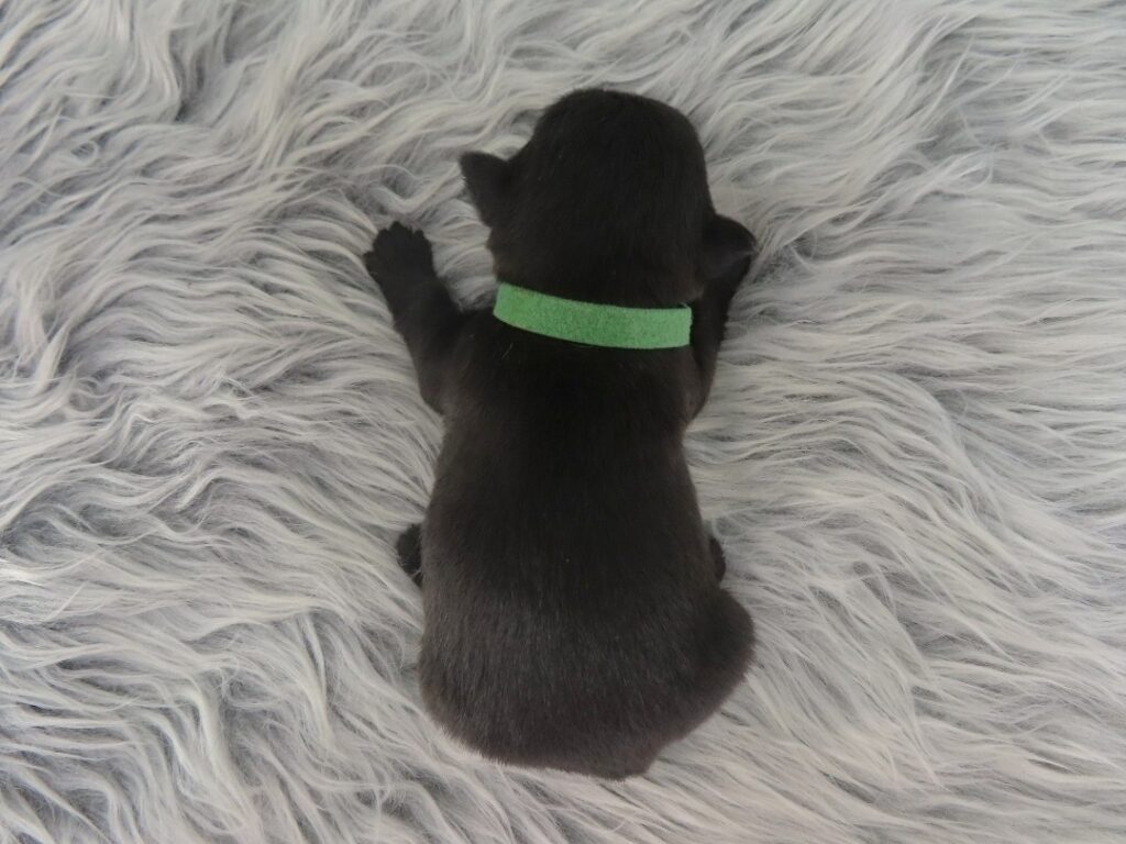 Dex 3wk 5