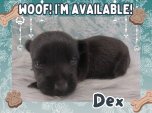 Home 7 Dex 3wk FT