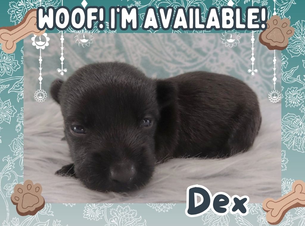 Dex 3wk FT