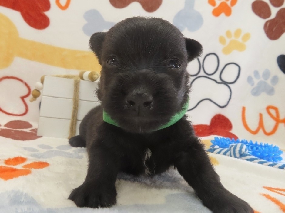 Dex 4wk 1