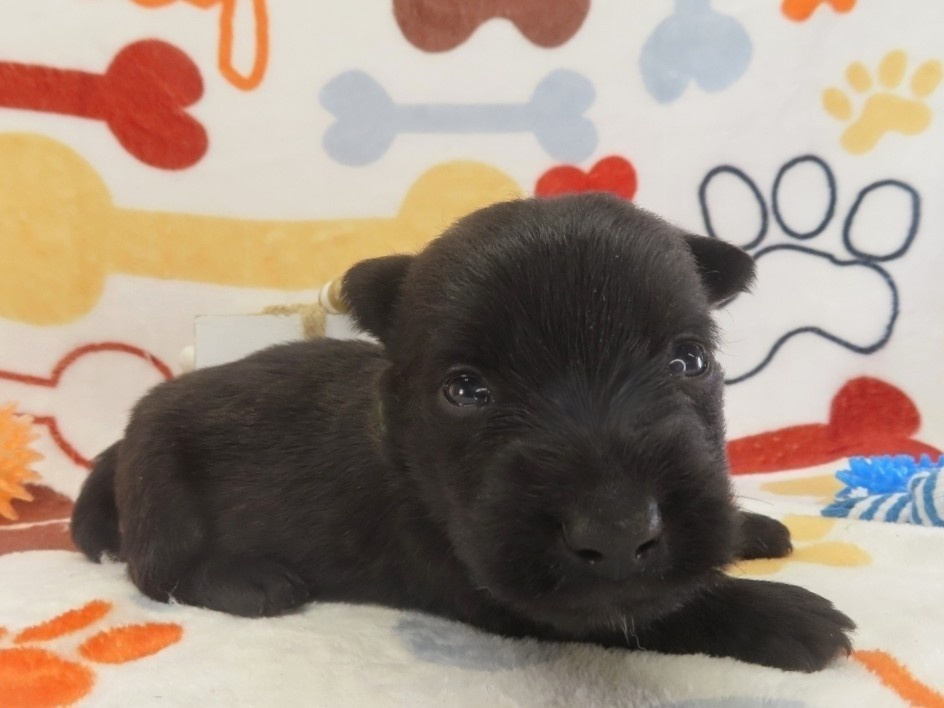 Dex 4wk 5