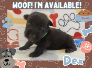 Home 7 Dex 4wk FT
