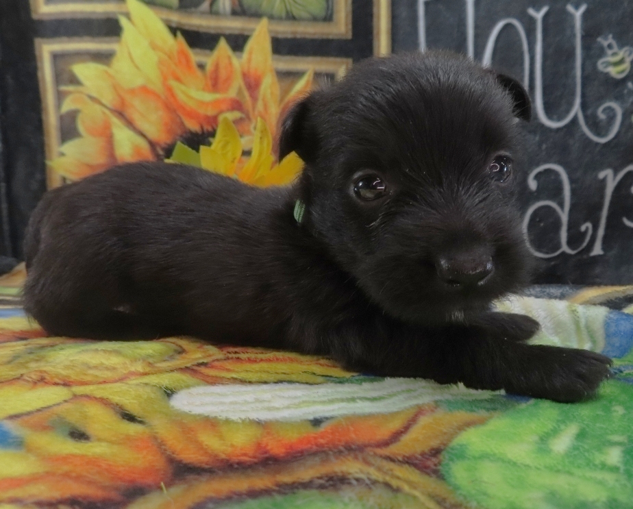 Dex 5wk 2