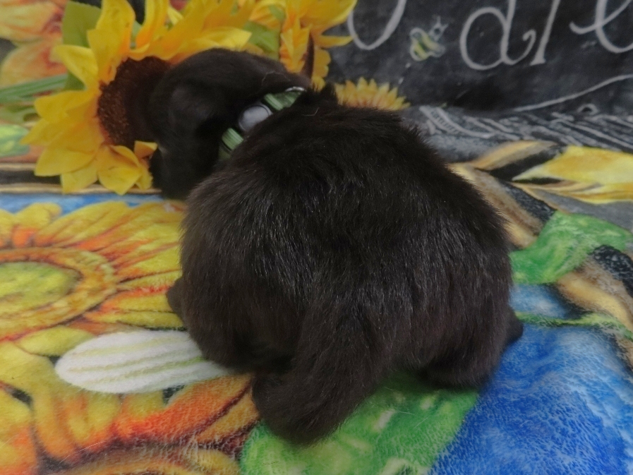 Dex 5wk 3