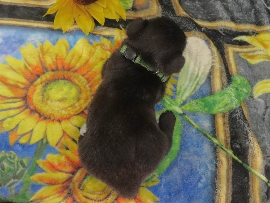 Dex 5wk 4