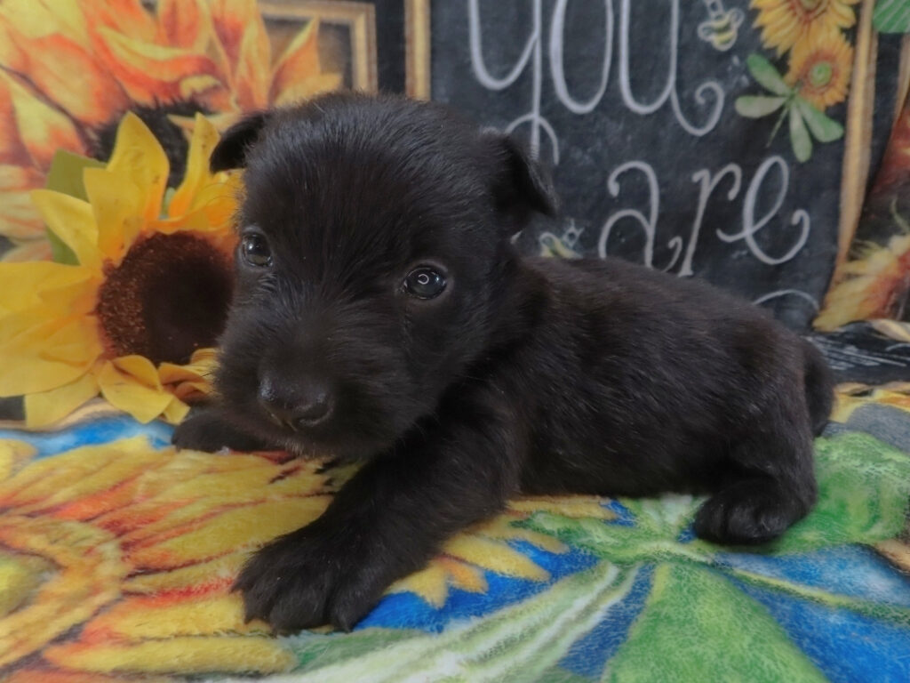 Dex 5wk 5