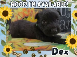 Home 7 Dex 5wk FT