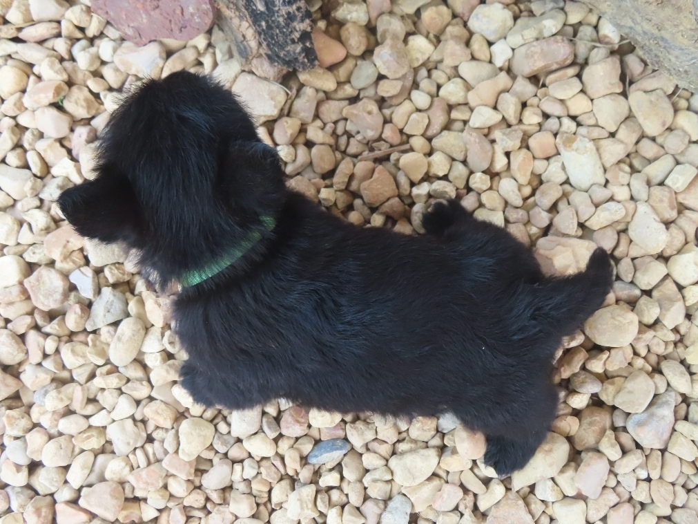 Dex 6wk 5