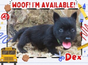 Home 7 Dex 6wk FT