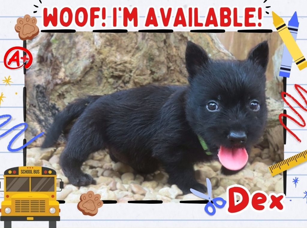 Dex 6wk FT