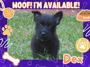 Home 14 Dex 9wk ft