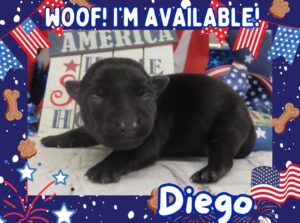 Diego 1wk FT