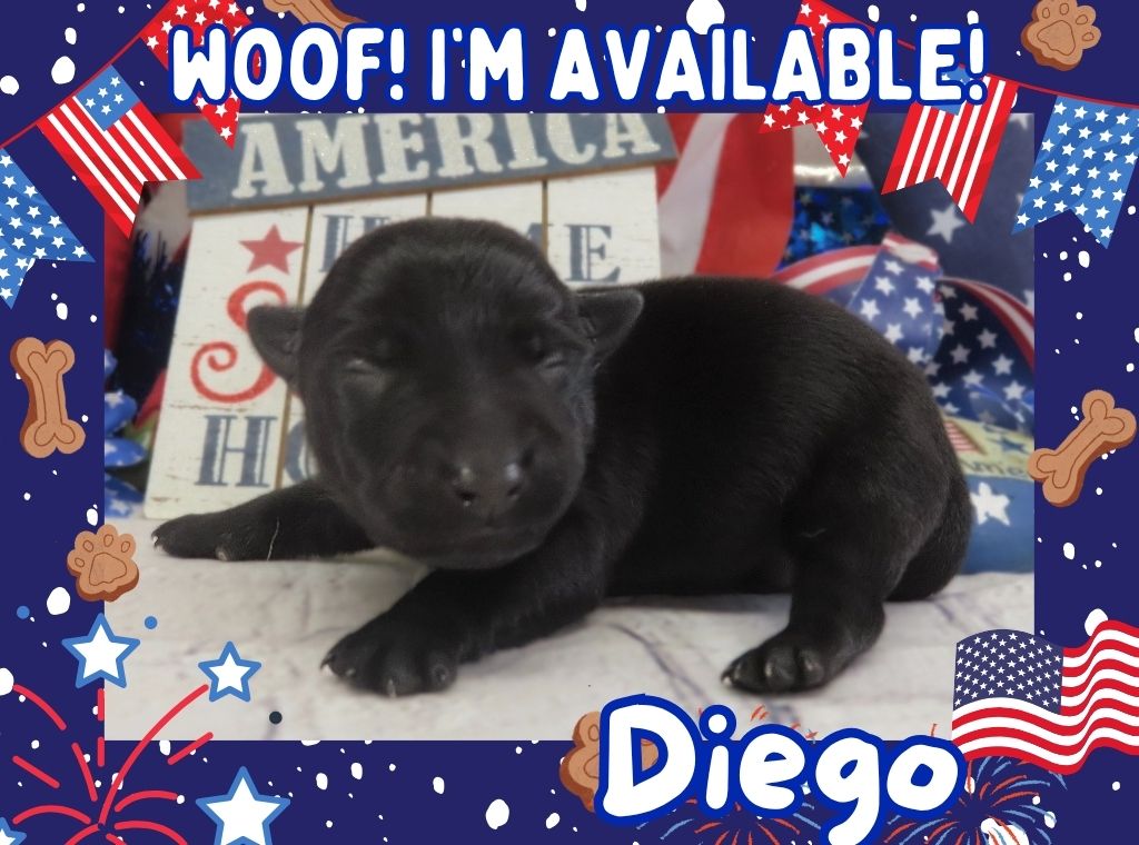 Diego 1wk FT