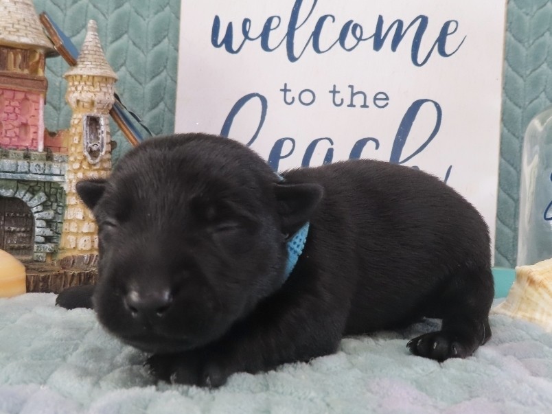Diego 2wk 2