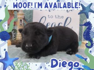 Home 7 Diego 2wk FT