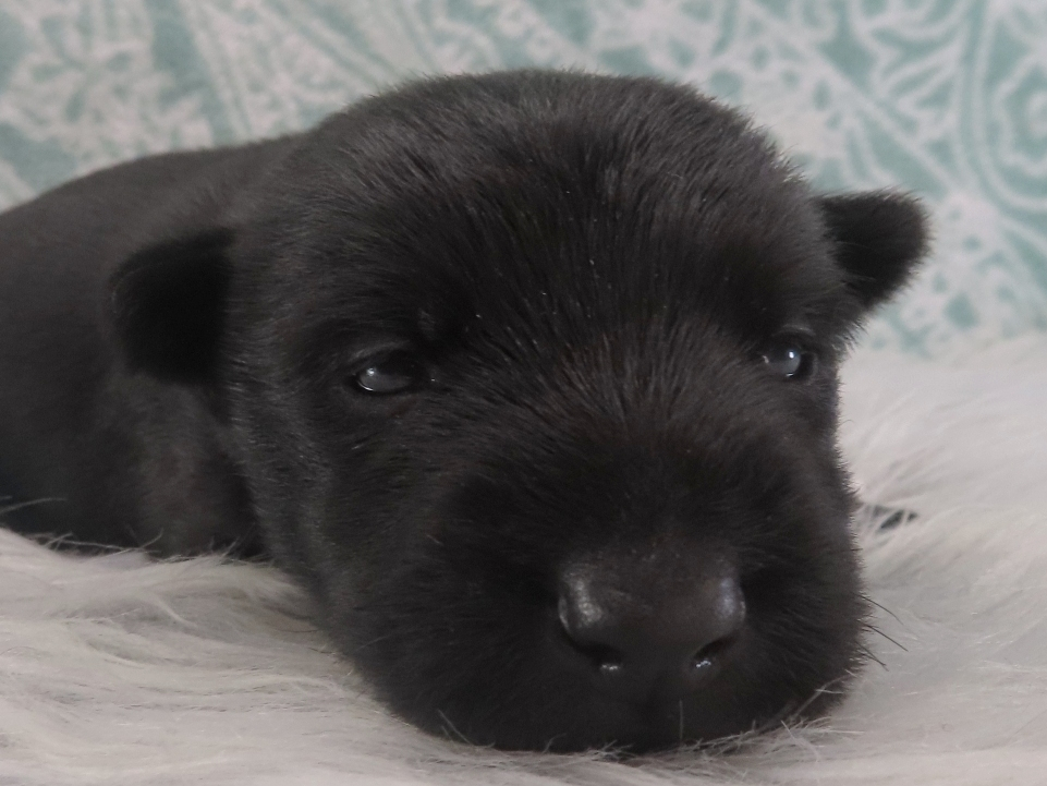 Diego 3wk 1