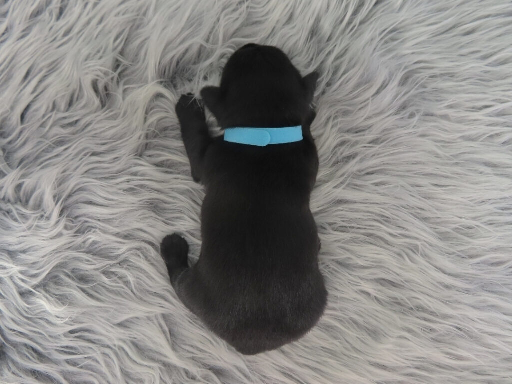 Diego 3wk 3