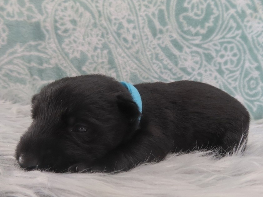 Diego 3wk 4