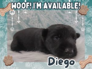Home 10 Diego 3wk FT