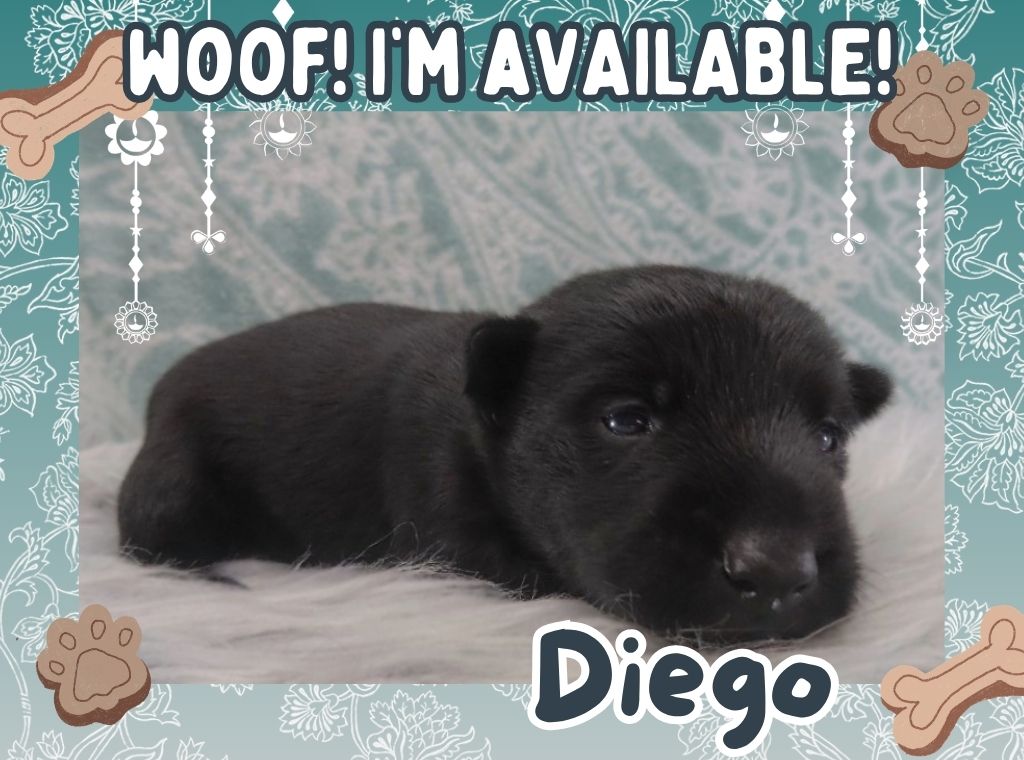 Diego 3wk FT