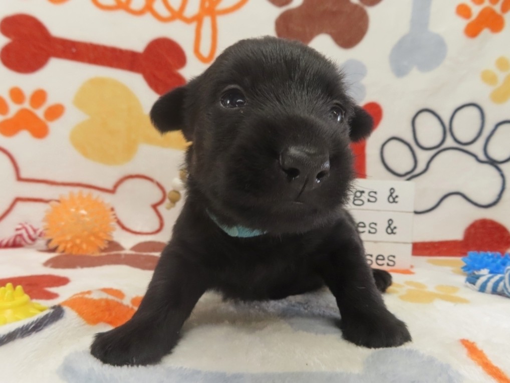 Diego 4wk 1