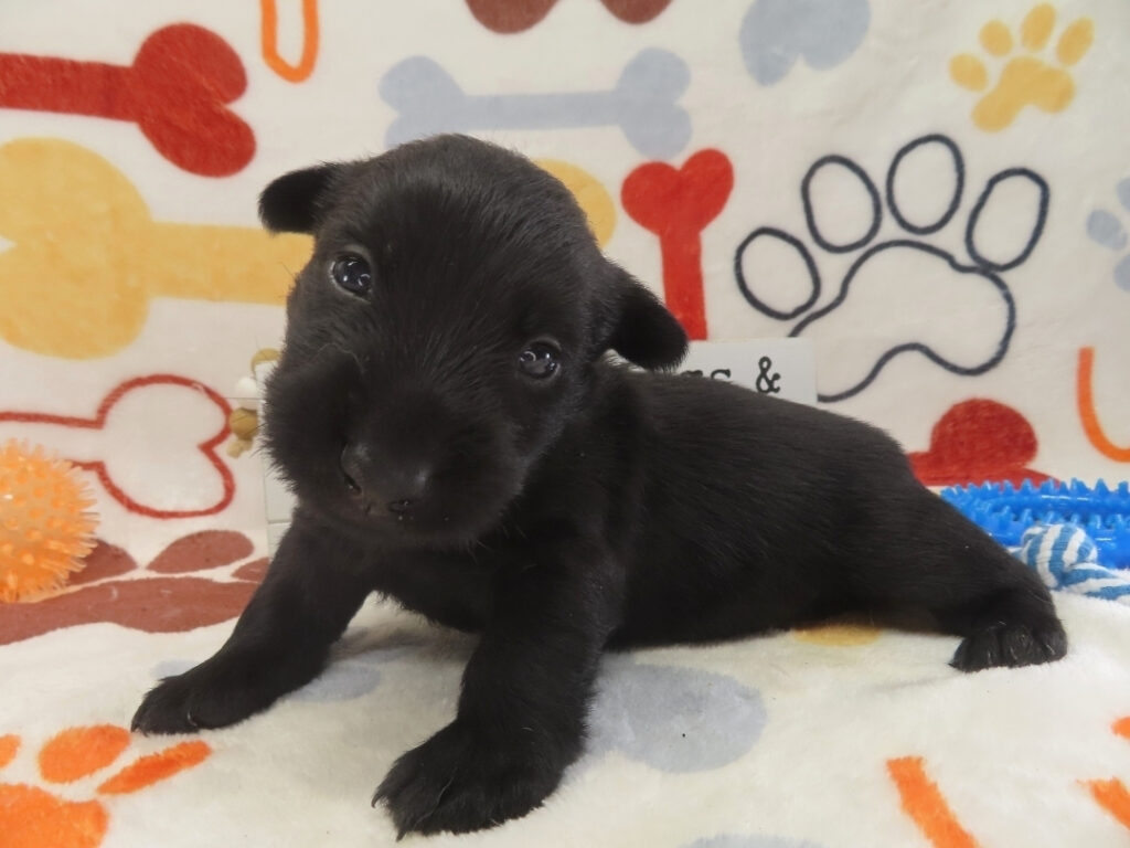 Diego 4wk 2