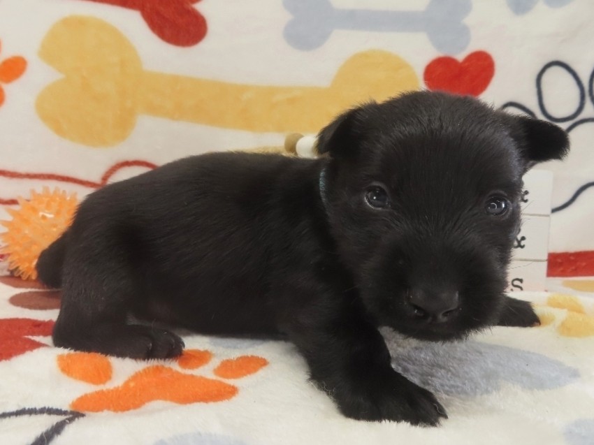 Diego 4wk 3