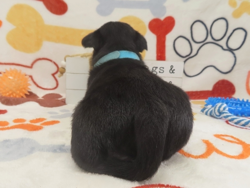 Diego 4wk 4