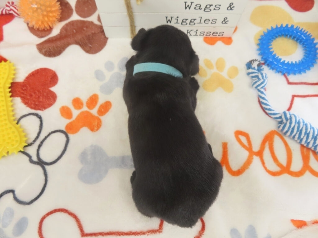 Diego 4wk 5